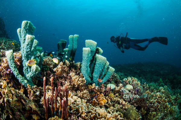 Dykare och olika korallrev i Gili Lombok Nusa Tenggara Barat Indonesien undervattensfoto — Stockfoto