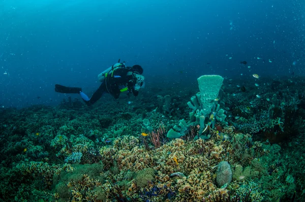 Buceador y varios peces de arrecife nadan por encima de los arrecifes de coral en Gili Lombok Nusa Tenggara Barat Indonesia foto submarina —  Fotos de Stock