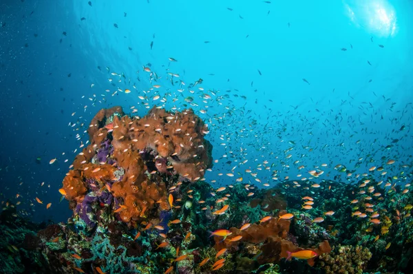 Divers poissons de récif nageant au-dessus des récifs coralliens à Gili, Lombok, Nusa Tenggara Barat, Indonésie photo sous-marine . — Photo