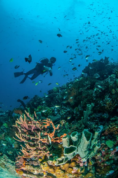 Diver and various coral reefs in Gili, Lombok, Nusa Tenggara Barat, Indonesia underwater photo — Stock Photo, Image
