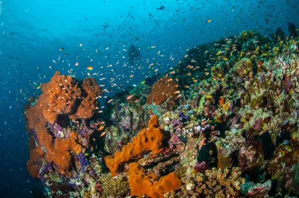 Różne rafa ryb pływających nad rafy koralowe w Gili, Lombok, Nusa Tenggara Barat, podwodne zdjęcia Indonezja — Zdjęcie stockowe