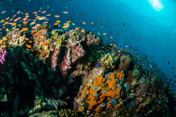 様々 なサンゴ礁の上ギリ、ロンボク島、ヌサ ・ トゥンガラ州バラット、インドネシア水中写真のサンゴ礁魚泳ぐ — ストック写真