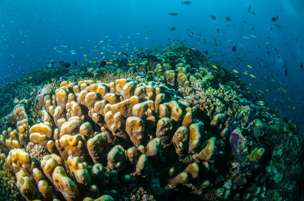 Gili, Lombok, Nusa Tenggara Barat, Endonezya sualtı fotoğraf içinde çeşitli mercan resifleri — Stok fotoğraf