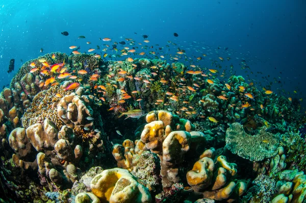 Különböző korallzátonyok és a halak, a Gili, Lombok, Nusa Tenggara barát, Indonézia víz alatti fénykép — Stock Fotó
