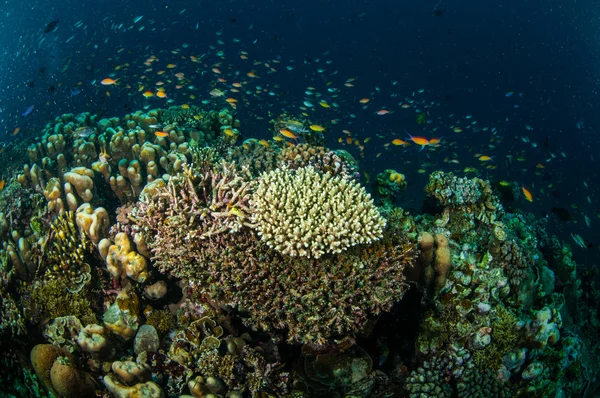 Olika korallrev och fiskar i Gili, Lombok, Nusa Tenggara Barat, Indonesien undervattensfoto — Stockfoto