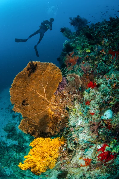 Diver e marinaio a Gili, Lombok, Nusa Tenggara Barat, Indonesia foto subacquea — Foto Stock