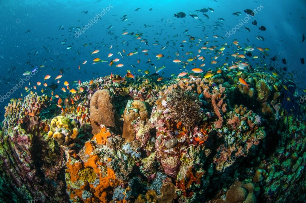 Various reef fishes swim above coral reefs in Gili, Lombok, Nusa