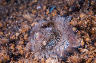 Gili, Lombok, Nusa Tenggara Barat, Endonezya sualtı fotoğraf içinde alt yüzey üzerinde tarama Fireworm