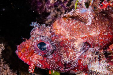 Gili, Lombok, Nusa Tenggara Barat, Endonezya sualtı fotoğraf içinde yüzme lionfish