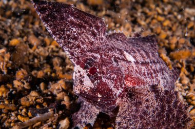 Gili, Lombok, Nusa Tenggara Barat, Endonezya sualtı fotoğraf kaya üzerinde Yüzme Kakadu waspfish