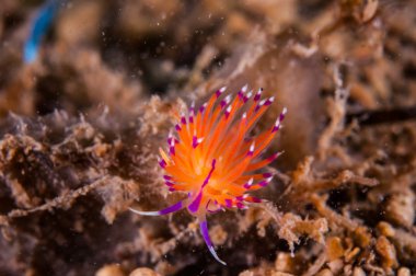 Gili, Lombok, Nusa Tenggara Barat, Endonezya sualtı fotoğraf içinde alt yüzey üzerinde tarama omurgasızını