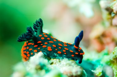Derawan, Kalimantan, Endonezya sualtı fotoğraf içinde alt yüzey üzerinde tarama omurgasızını