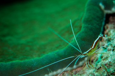 Beyaz bantlı temiz karides Derawan, Endonezya sualtı fotoğraf