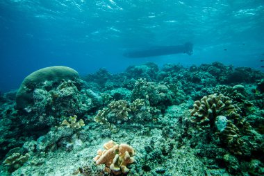 Various coral reefs in Derawan, Kalimantan, Indonesia underwater photo clipart