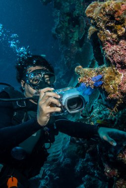 Diver taking picture of tunicates in Derawan, Kalimantan, Indonesia underwater photo clipart