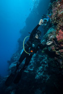 Diver taking picture of tunicates in Derawan, Kalimantan, Indonesia underwater photo clipart