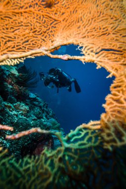 Dalgıç deniz fan Derawan, Kalimantan, Endonezya sualtı fotoğraf içinde delik