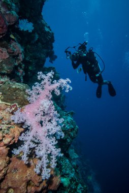 Dalgıç ve yumuşak mercan Dendronephthya Derawan, Kalimantan, Endonezya sualtı fotoğraf içinde