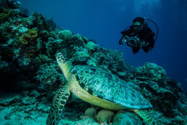 Derawan, Kalimantan, Endonezya sualtı fotoğraf dalgıç ve yeşil deniz kaplumbağası