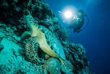 Derawan, Kalimantan, Endonezya sualtı fotoğraf dalgıç ve yeşil deniz kaplumbağası