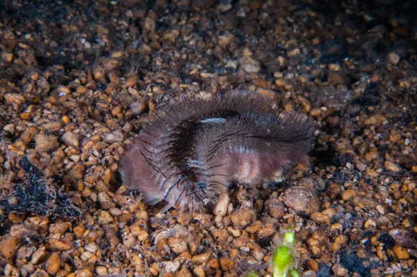 Fireworm se plazí na horninový podklad v Gili, Lombok, Nusa Tenggara Barat Indonésie podvodní fotografie — Stock fotografie