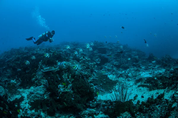 Buceador y grupo de peces bandera de aleta larga nadando en Gili, Lombok, Nusa Tenggara Barat, Indonesia foto submarina —  Fotos de Stock