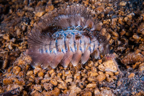 Fireworm rastejando no substrato inferior em Gili, Lombok, Nusa Tenggara Barat, Indonésia foto subaquática — Fotografia de Stock