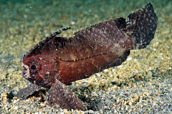 Kakadu waspfish pływanie na skale w Gili, Lombok, Nusa Tenggara Barat, podwodne zdjęcia Indonezja — Zdjęcie stockowe