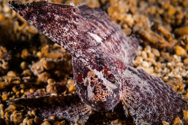 Kakadu waspfish plavání na skále v Gili, Lombok, Nusa Tenggara Barat, podvodní foto Indonésie — Stock fotografie