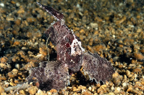 Cacatua waspfish nadando na rocha em Gili, Lombok, Nusa Tenggara Barat, Indonésia foto subaquática — Fotografia de Stock