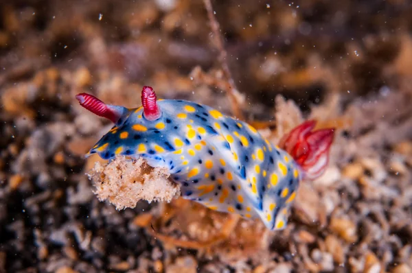 Nudibranch procházení přes dno substrátu v Gili, Lombok, Nusa Tenggara Barat, podvodní foto Indonésie — Stock fotografie