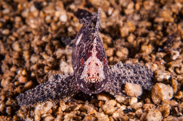 Kakadu waspfish plavání na skále v Gili, Lombok, Nusa Tenggara Barat, podvodní foto Indonésie — Stock fotografie