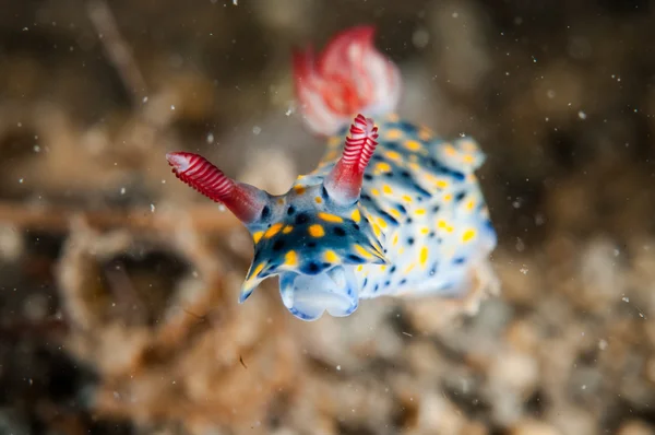 Nudibranca strisciando sul substrato inferiore a Gili, Lombok, Nusa Tenggara Barat, Indonesia foto subacquea — Foto Stock