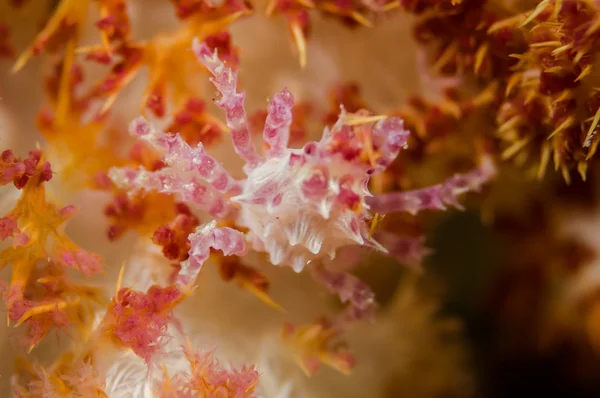 Cangrejo de coral suave en Derawan, Indonesia foto submarina — Foto de Stock
