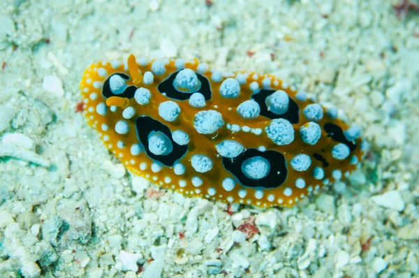 Nudibranch crawling over the bottom substrate in Derawan, Indonesia underwater photo — Stock Photo, Image