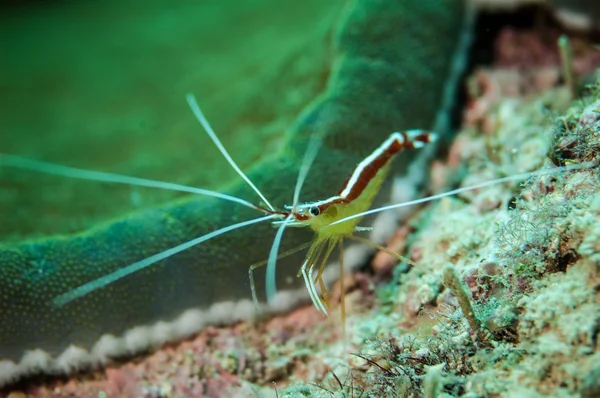 在 Derawan，印度尼西亚水下照片白条纹的清洁虾 — 图库照片