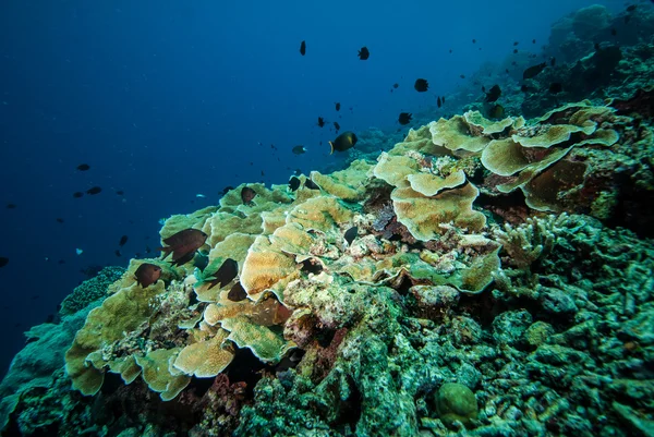 Vários recifes de coral em Derawan, Kalimantan, Indonésia foto subaquática — Fotografia de Stock