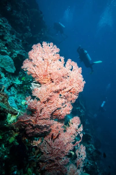 Diver e fan del mare a Derawan, Kalimantan, Indonesia foto subacquee — Foto Stock