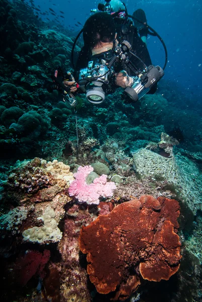 Buceador tomando fotos de arrecifes de coral en Derawan, Kalimantan, Indonesia foto submarina —  Fotos de Stock