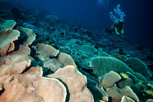 Mergulhadores e recifes de coral duro em Derawan, Kalimantan, Indonésia foto subaquática — Fotografia de Stock