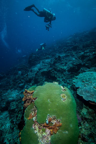 Diver and various coral reefs in Derawan, Kalimantan, Indonesia underwater photo — Stock Photo, Image