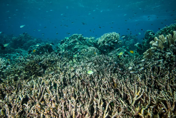 Barriere coralline subacquee a Derawan, Kalimantan, Indonesia — Foto Stock