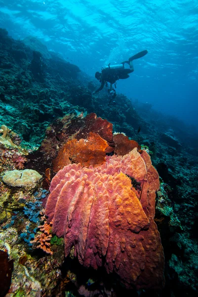 Buceador y esponja de barril gigante en Derawan, Kalimantan, Indonesia foto submarina —  Fotos de Stock