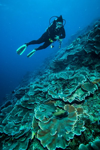 Buceadores y arrecifes de coral duro en Derawan, Kalimantan, Indonesia foto submarina —  Fotos de Stock