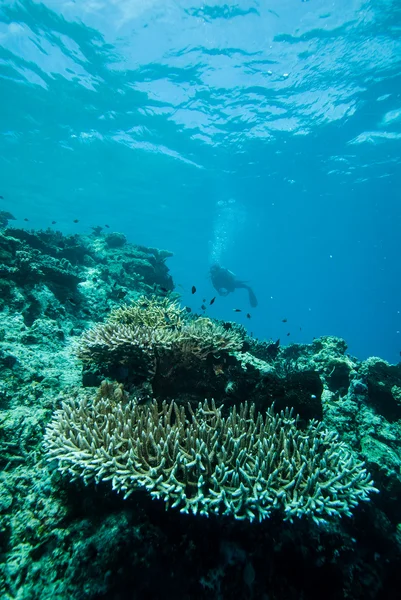 Diver and various hard coral reefs in Derawan, Kalimantan, Indonesia underwater photo — Stock Photo, Image