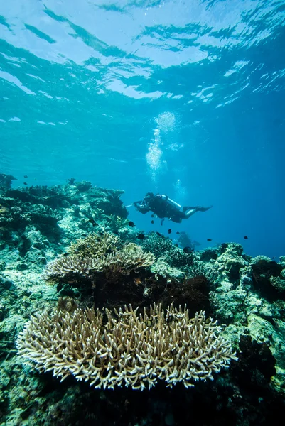 Duiker en verschillende harde koraalriffen in Derawan, Kalimantan, Indonesië onderwater foto — Stockfoto