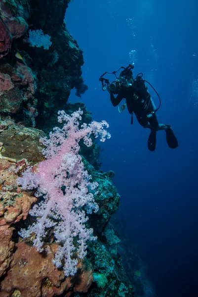 Mergulhador e coral macio Dendronephthya em Derawan, Kalimantan, Indonésia foto subaquática — Fotografia de Stock