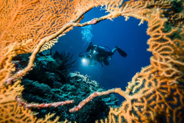 Dalgıç deniz fan Derawan, Kalimantan, Endonezya sualtı fotoğraf içinde delik