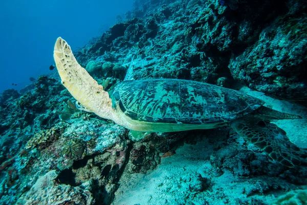 Zöld tengeri teknős, úszás, Derawan, víz alatti fotó Kalimantan, Indonézia — Stock Fotó