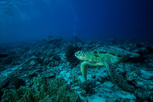 Groene zeeschildpad zwemmen in Derawan, Kalimantan, Indonesië onderwater foto — Stockfoto